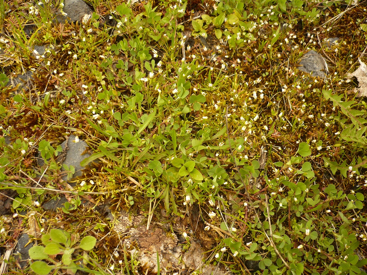 Draba verna (Brassicaceae)
